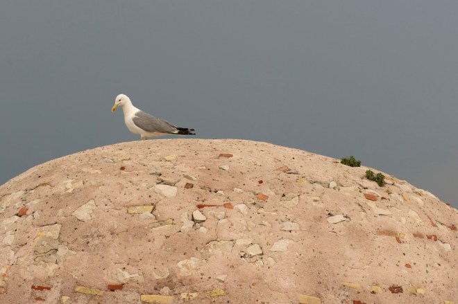 Chateau_d’If_Larus-michahellis-10