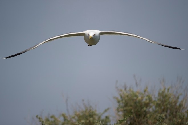 Chateau_d’If_Larus-michahellis-2