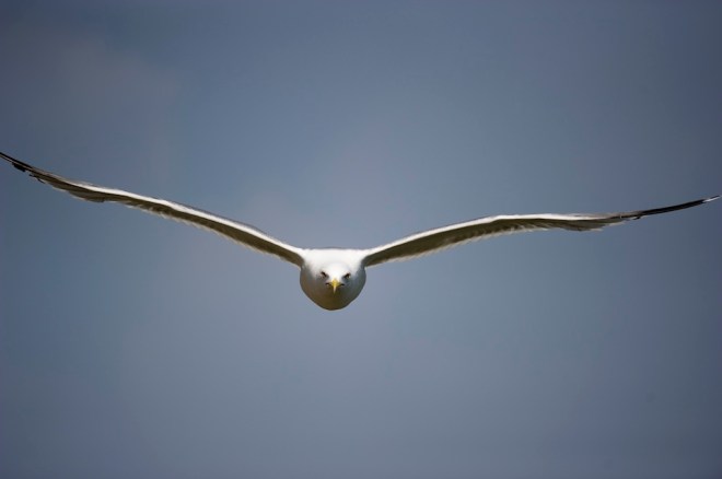 Chateau_d’If_Larus-michahellis-3