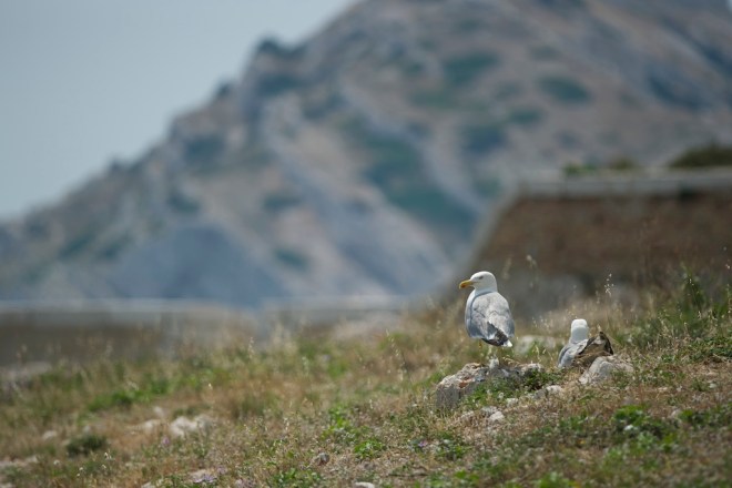 Chateau_d’If_Larus-michahellis-4