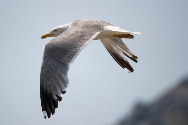 Chateau_d’If_Larus-michahellis-5