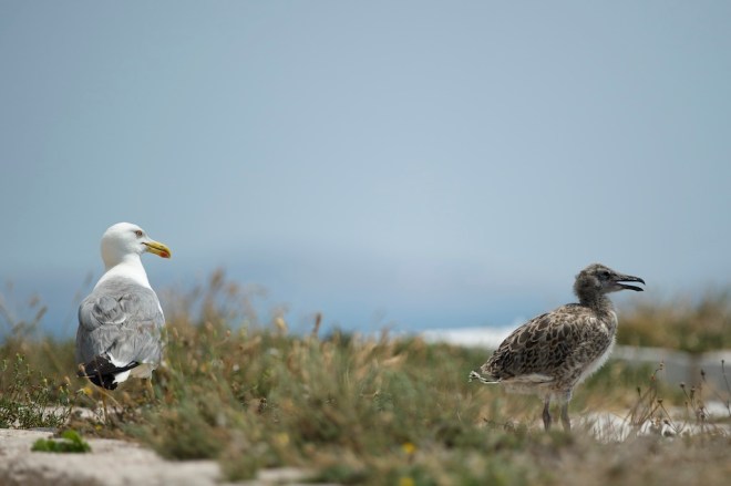 Chateau_d’If_Larus-michahellis-7