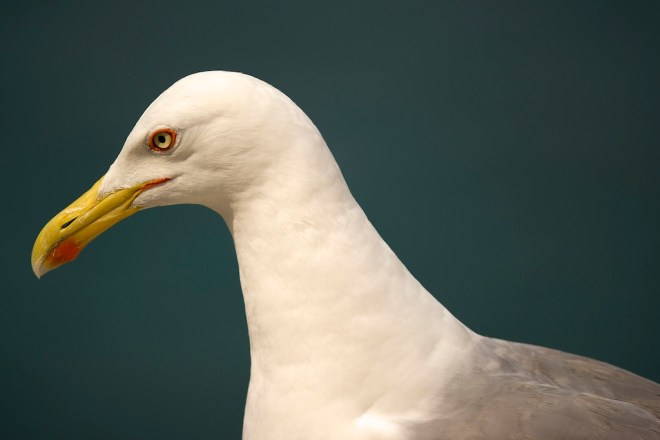 Chateau_d’If_Larus-michahellis-8