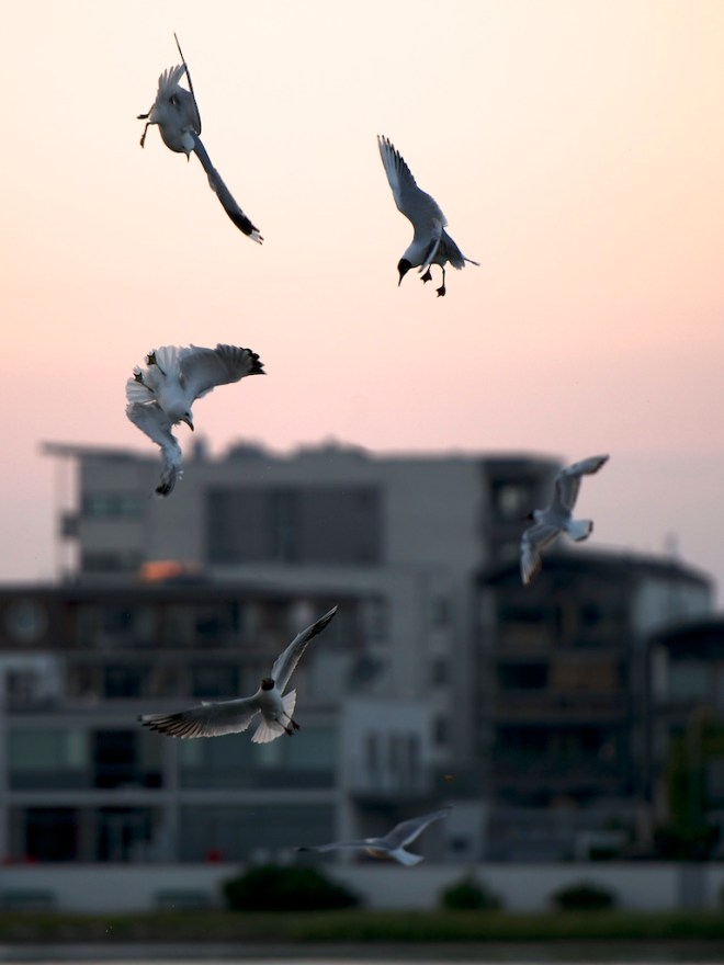 Gulls-2